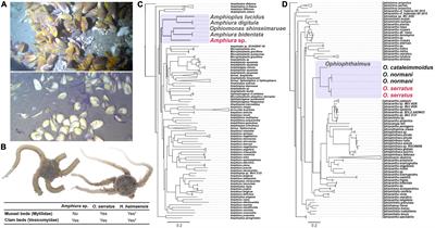 Strategy of micro-environmental adaptation to cold seep among different brittle stars’ colonization